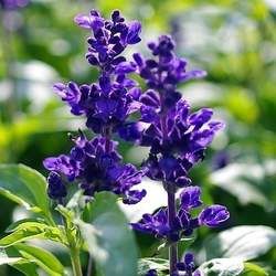 ��β�ݵĹ�Ч�c����