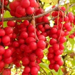 ��ζ�ӵĹ�Ч�c����