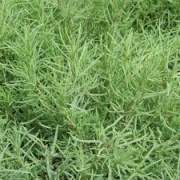 �ĿݲݵĹ�Ч�c����