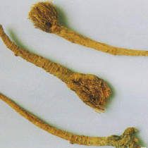 ����Ĺ�Ч�c����