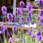 ޹�²ݵĹ�Ч�c����