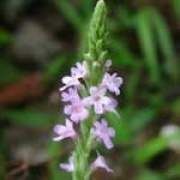 �R�޲ݵĹ�Ч�c����