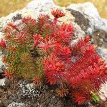 �t����Ĺ�Ч�c����