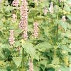 ޽���~�Ĺ�Ч�c����