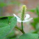 �~�Ȳ��~�Ĺ�Ч�c����