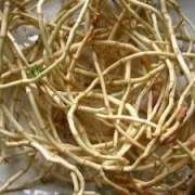 �~�Ȳݸ��Ĺ�Ч�c����