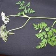 防風的功效與作用