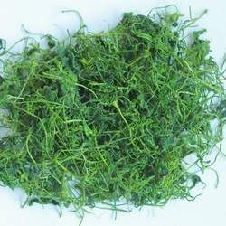 �g���{�Ĺ�Ч�c����