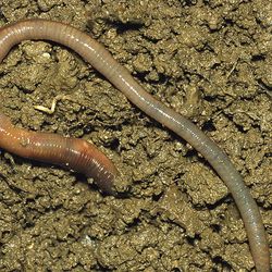 �����Ĺ�Ч�c����