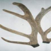 鹿茸的功效與作用