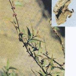 ë����Ĺ�Ч�c����