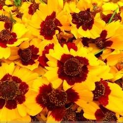 雪菊的功效與作用