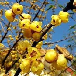 �D÷���Ĺ�Ч�c����