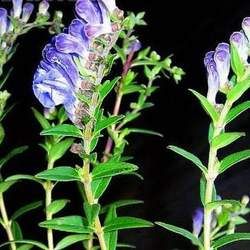 �S�˵Ĺ�Ч�c����