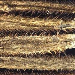 ����ӵĹ�Ч�c����