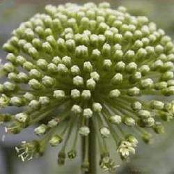 ���߻��Ĺ�Ч�c����