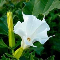 �����_���Ĺ�Ч�c����