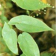 ����޽�Ĺ�Ч�c����