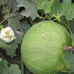 瓜蔞的功效與作用