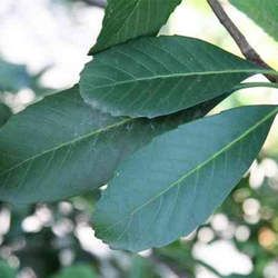 枇杷葉的功效與作用