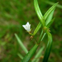 白花蛇舌草的功效與作用