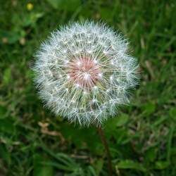 蒲公英的功效與作用