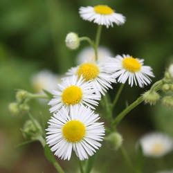 Ұ�ջ��Ĺ�Ч�c����