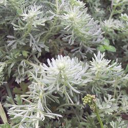 ��ꐵĹ�Ч�c����