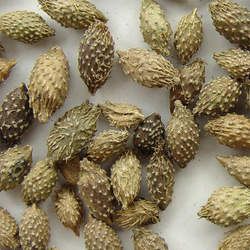 �n���ӵĹ�Ч�c����