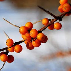 沙棘的功效與作用