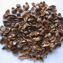 連翹的功效與作用