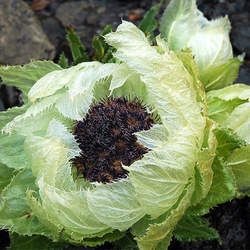 天山雪蓮的功效與作用