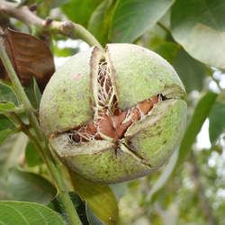 ����Ƥ�Ĺ�Ч�c����