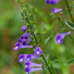 ��֦ɏ�Ĺ�Ч�c����