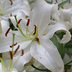 百合花的功效與作用