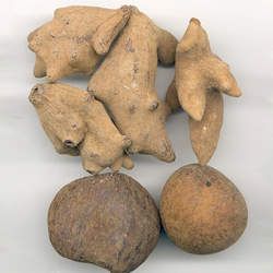 五倍子的功效與作用