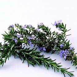 迷迭香的功效與作用