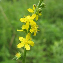 ���Q�ݵĹ�Ч�c����