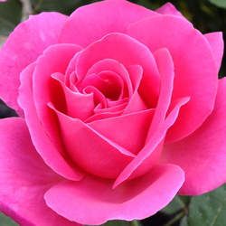 �¼����Ĺ�Ч�c����