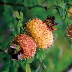 ����Ĺ�Ч�c����