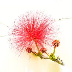 �Ϛg���Ĺ�Ч�c����