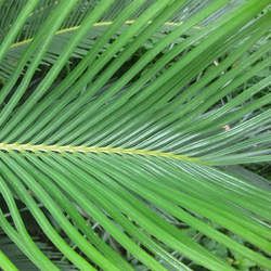 �F���~�Ĺ�Ч�c����