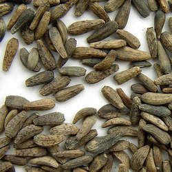 牛蒡子的功效與作用