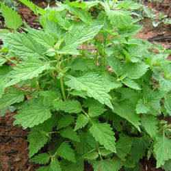 ����ݵĹ�Ч�c����