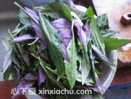 素炒紫背天葵的家常做法第1步圖片步驟 m.xalove.com.cn