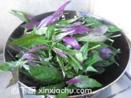素炒紫背天葵的家常做法第4步圖片步驟 m.xalove.com.cn