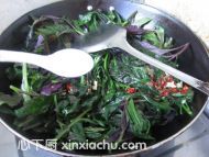 素炒紫背天葵的家常做法第5步圖片步驟 m.xalove.com.cn